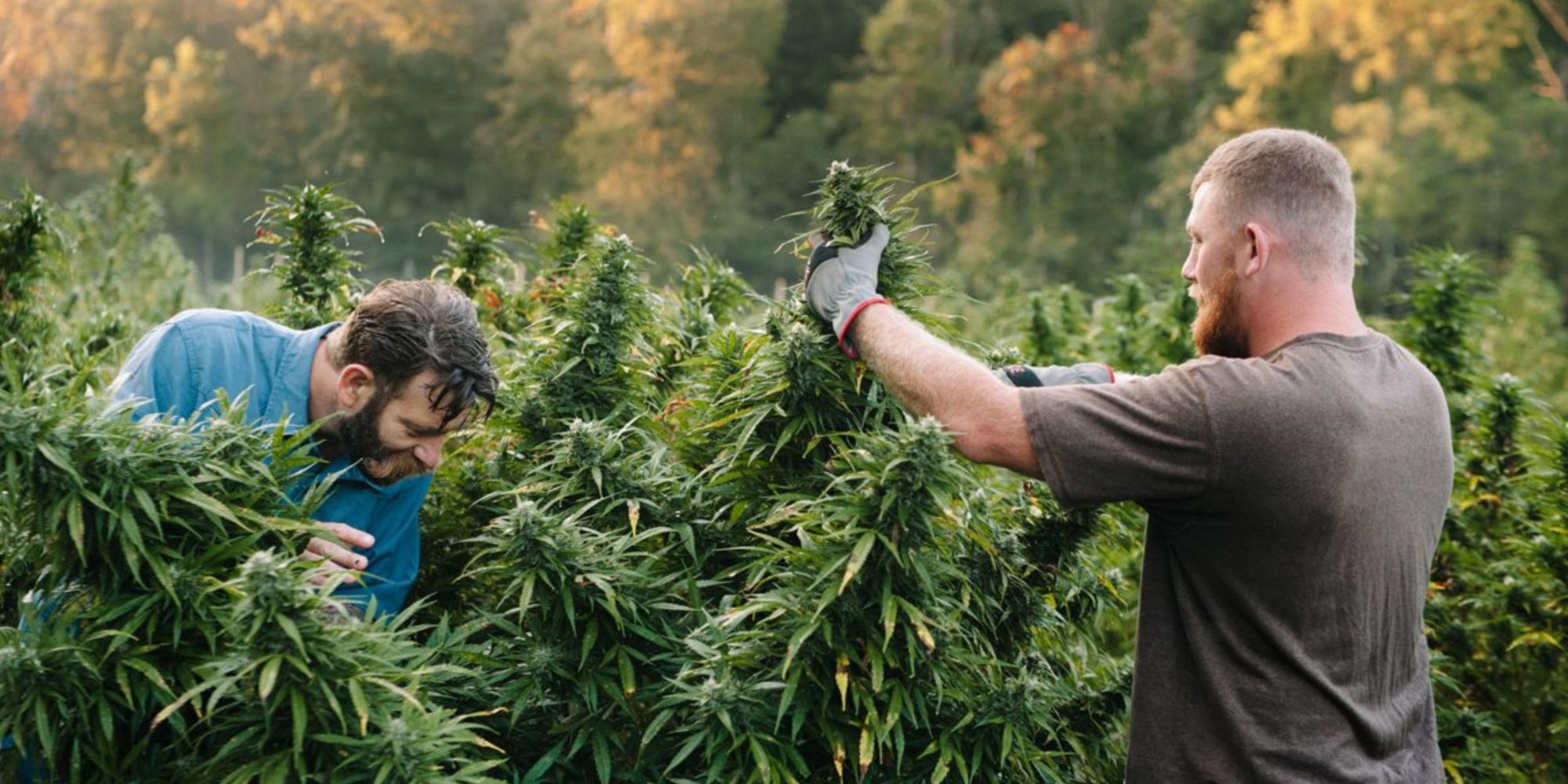 Two men harvest large cannabis plants in an outdoor field, surrounded by greenery and trees, with sunlight filtering through—reflecting the quality you expect from cannabis delivery NYC & Long Island, NY.