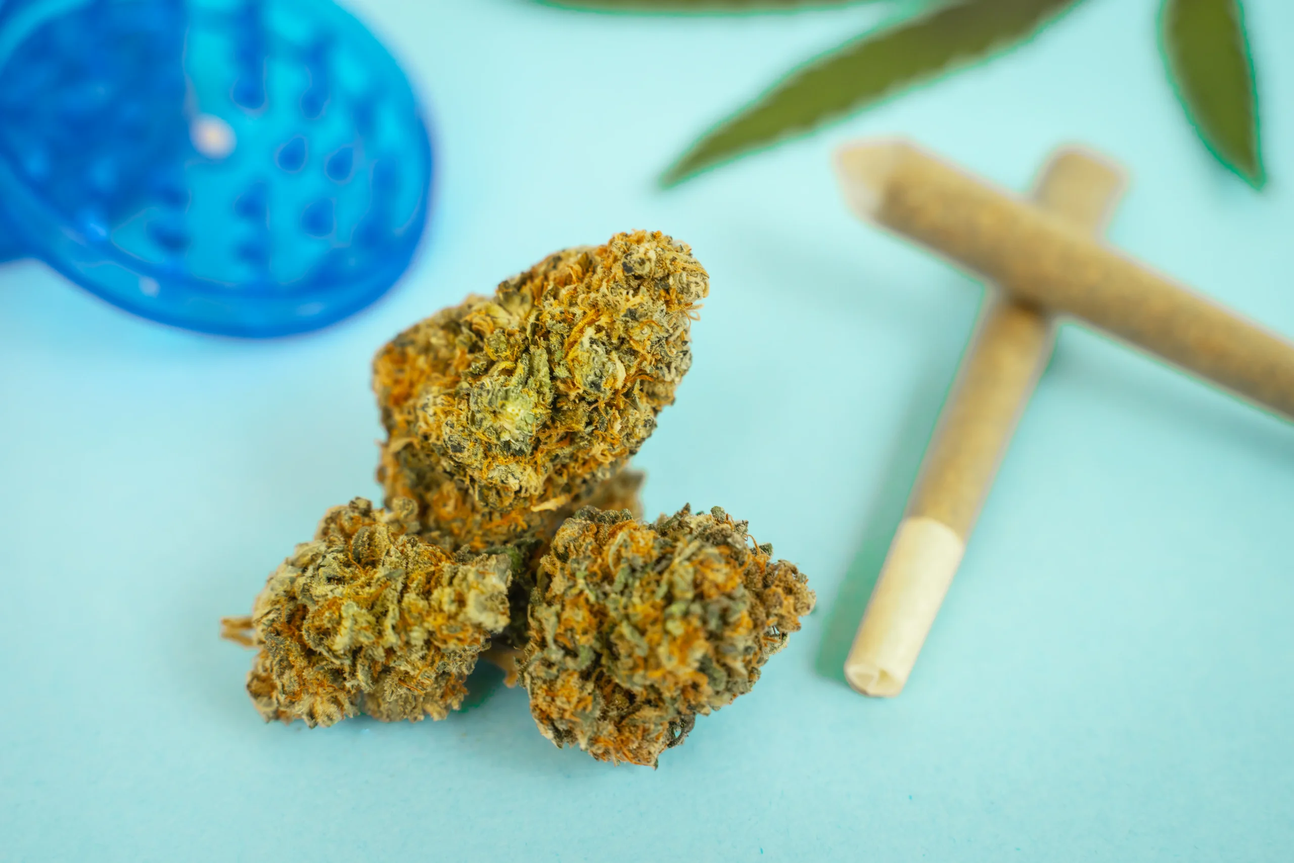 Three cannabis buds rest beside two rolled joints and a blue grinder on a light blue surface, with a cannabis leaf partially visible in the background&mdash;perfect for those seeking convenient cannabis delivery NYC & Long Island.