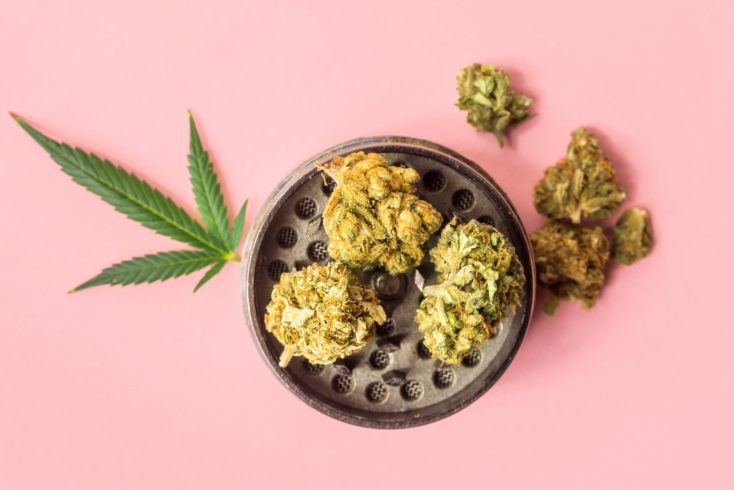 Cannabis buds on a metal grinder with a cannabis leaf beside them, all set on a pink background—perfectly capturing the NY vibe. Explore convenient cannabis delivery NYC & Long Island for premium products brought right to your door.