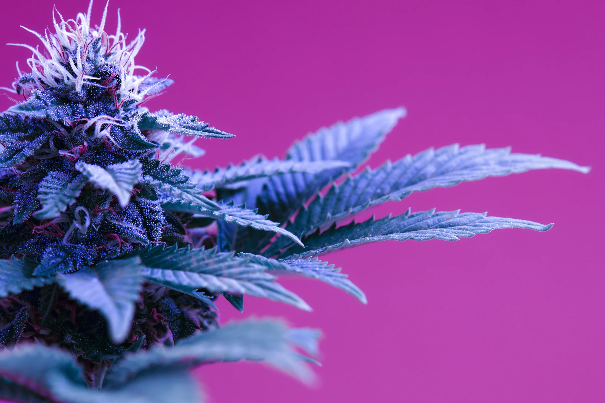 Close-up of a cannabis plant with purple-tinted leaves and white pistils against a bright pink background. The image highlights the detailed texture and vibrant colors, perfect for showcasing cannabis delivery NYC & Long Island services.