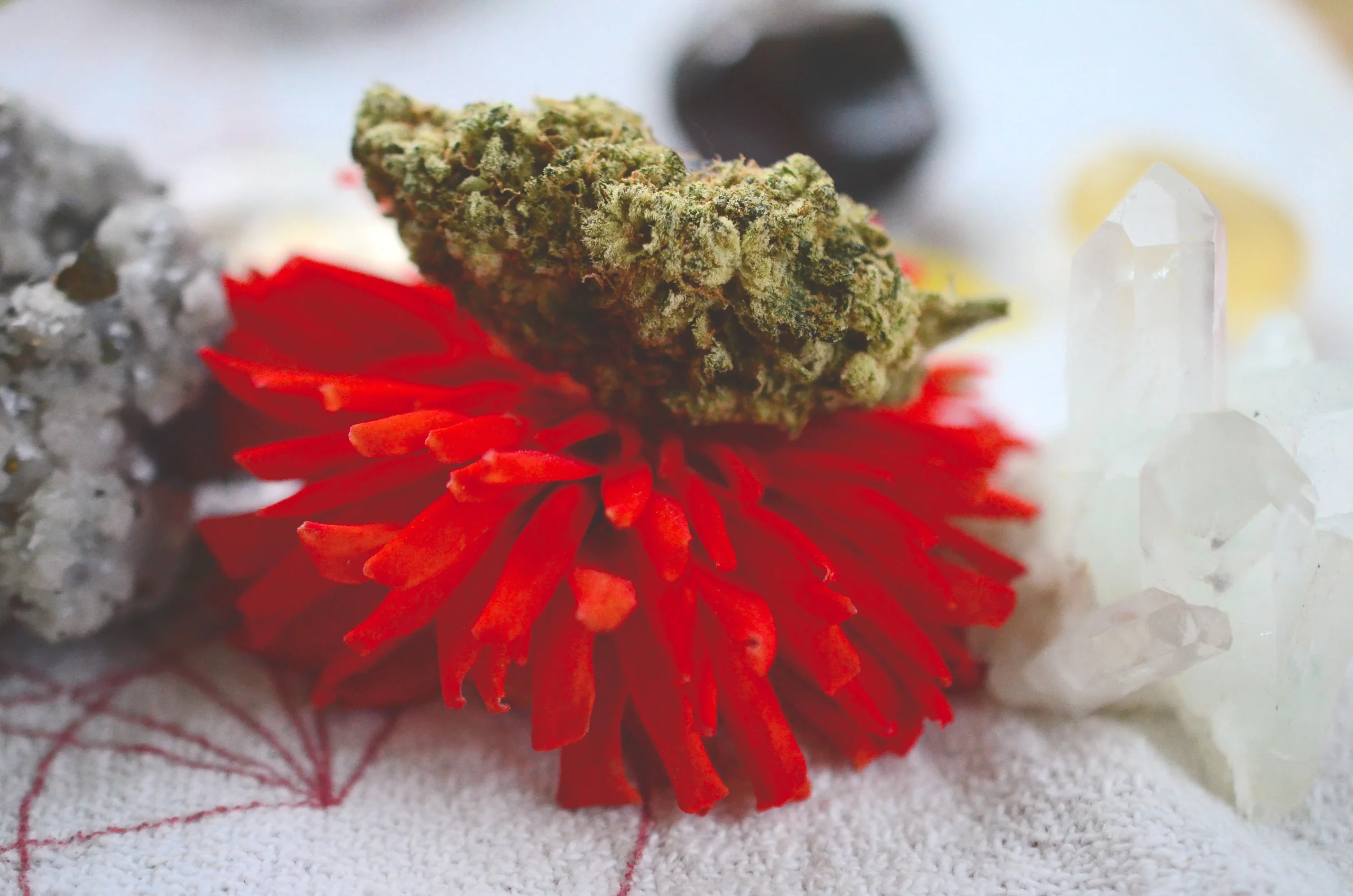 A cannabis bud rests on top of a vibrant red flower, surrounded by clusters of white and black crystals&mdash;capturing the essence of NY and the elevated experiences provided by cannabis delivery NYC & Long Island.