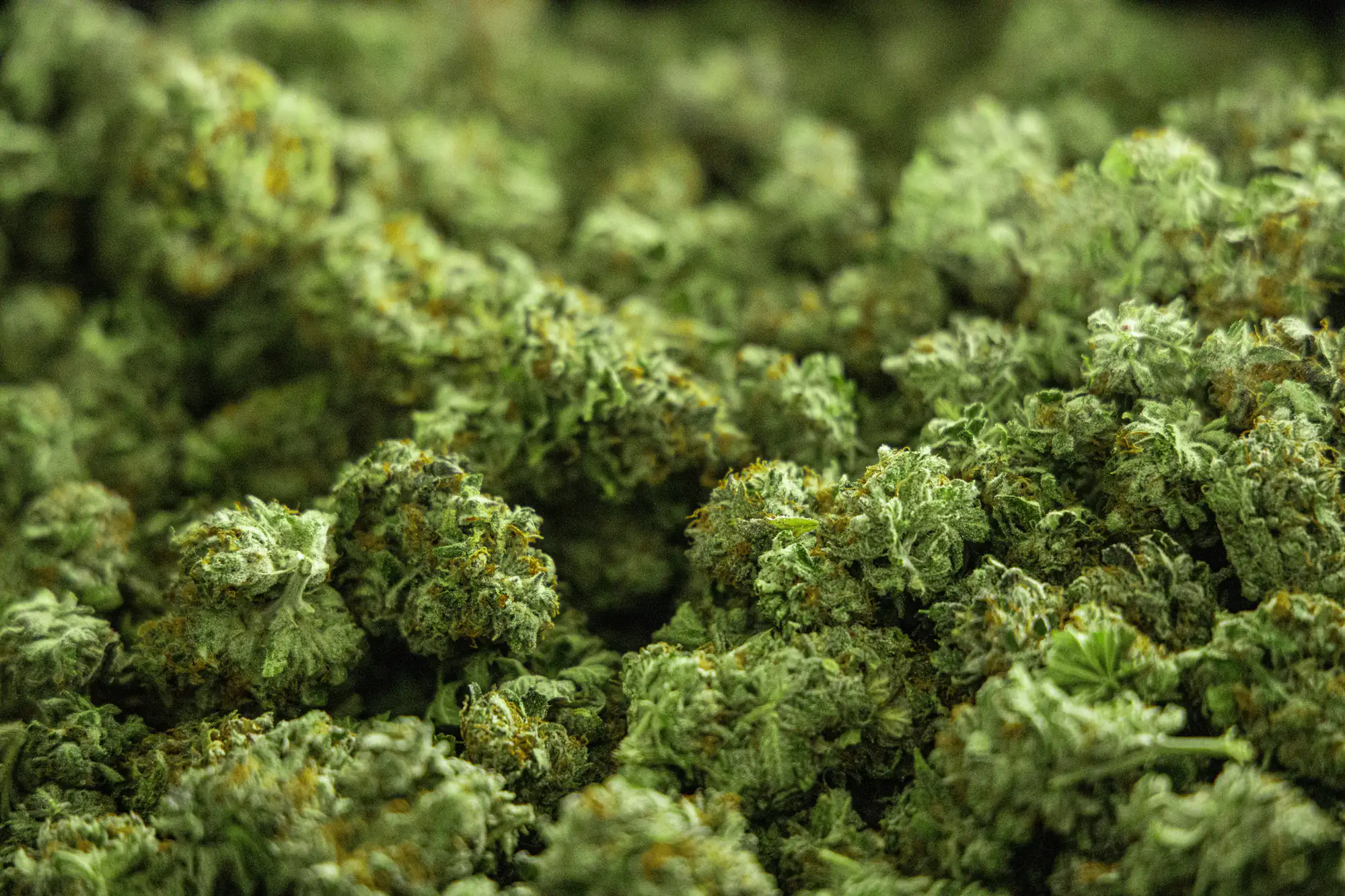 A close-up view of a large pile of dried cannabis buds, showing their green color and textured surface.