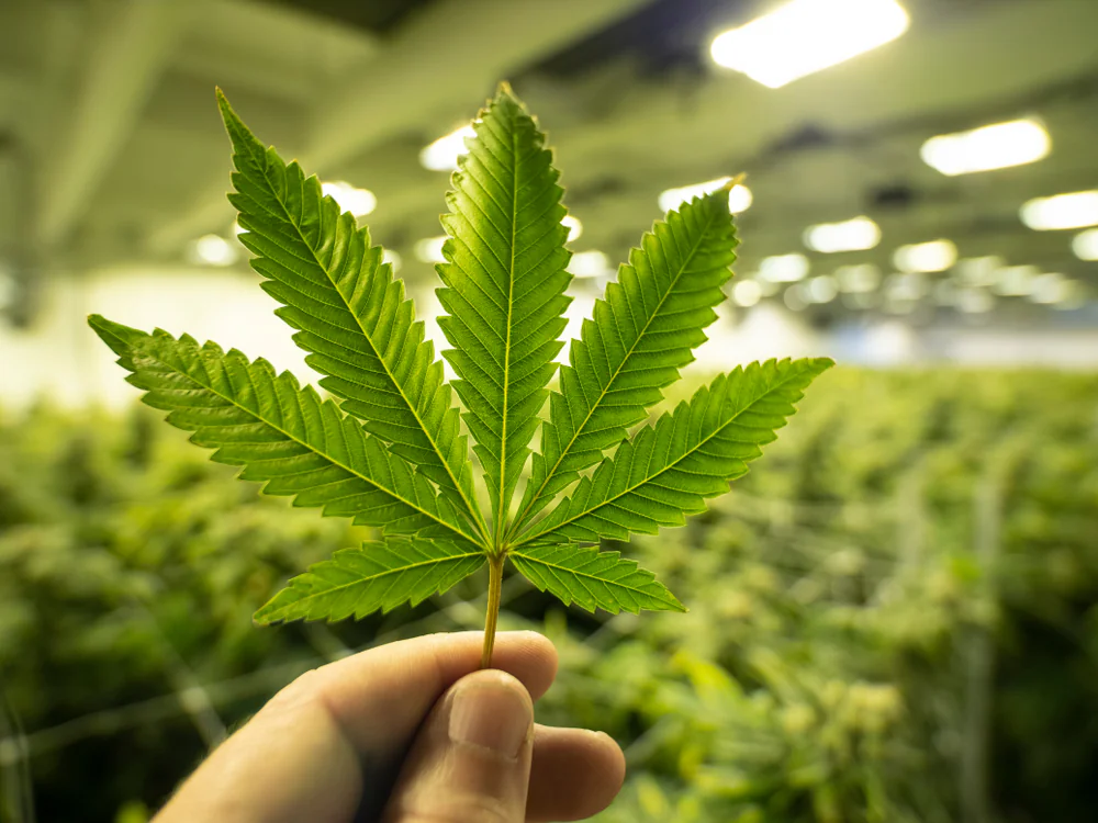 A hand holds a green cannabis leaf in focus, with a blurred background of many cannabis plants growing indoors under bright lights.