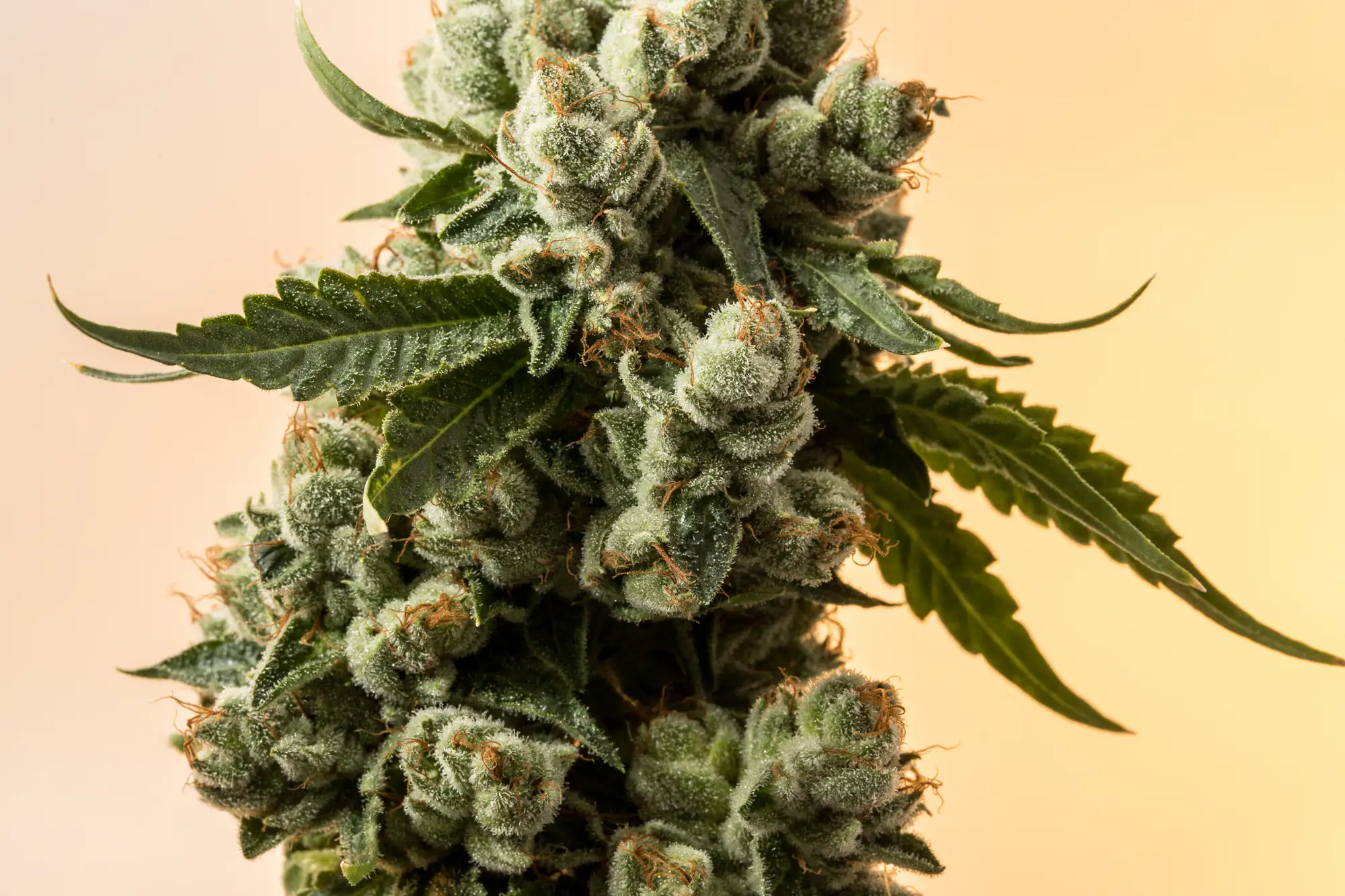 A close-up of a cannabis plant with dense clusters of resinous buds covered in white trichomes and surrounded by jagged green leaves against a light, softly blurred background.