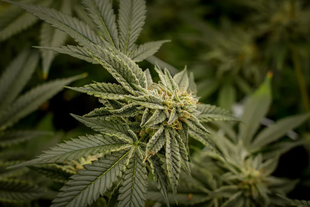 Close-up of a cannabis plant with green leaves and a flowering bud covered in white trichomes, set against a blurred natural background.
