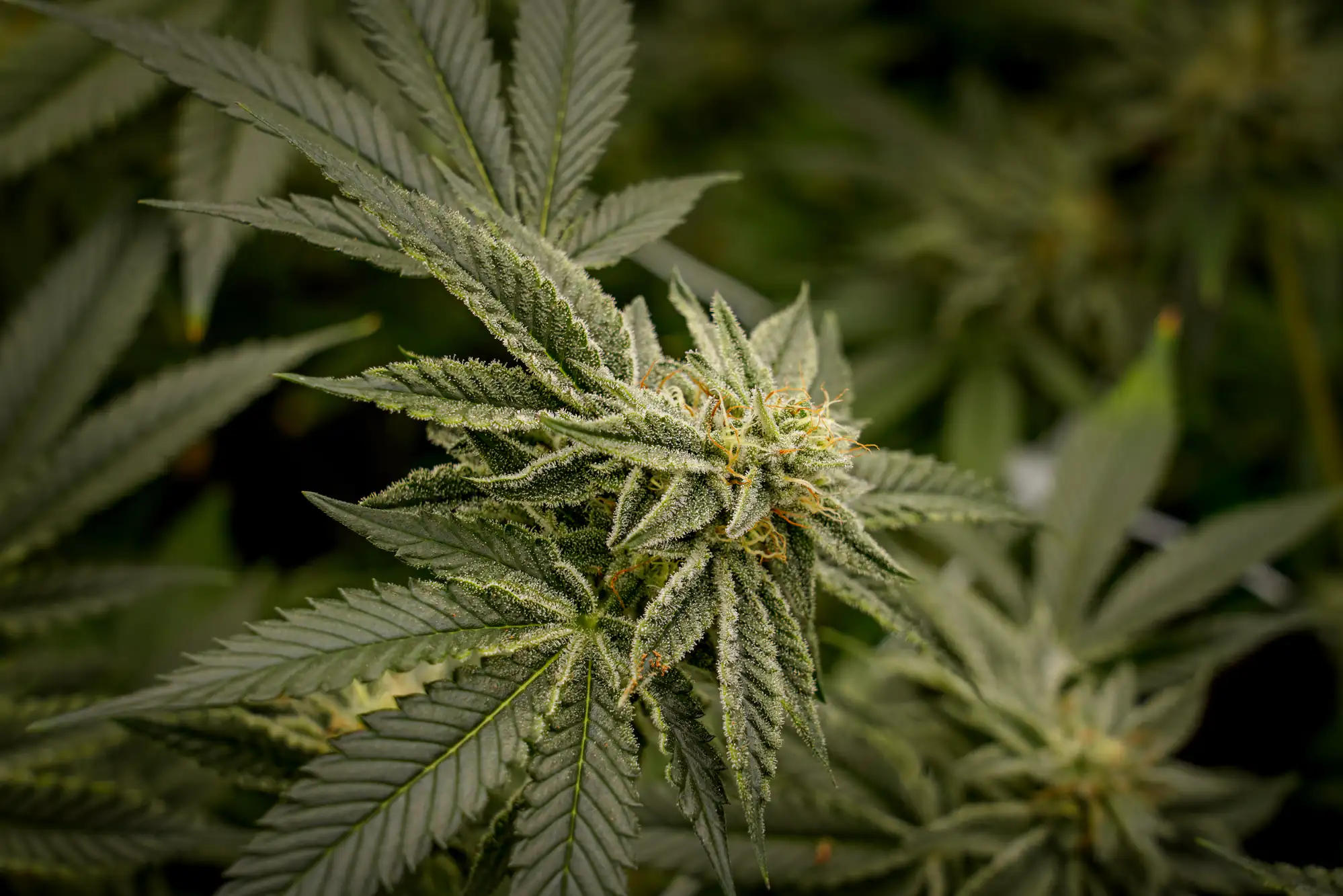 Close-up of a cannabis plant with green leaves and a flowering bud covered in white trichomes, set against a blurred natural background.