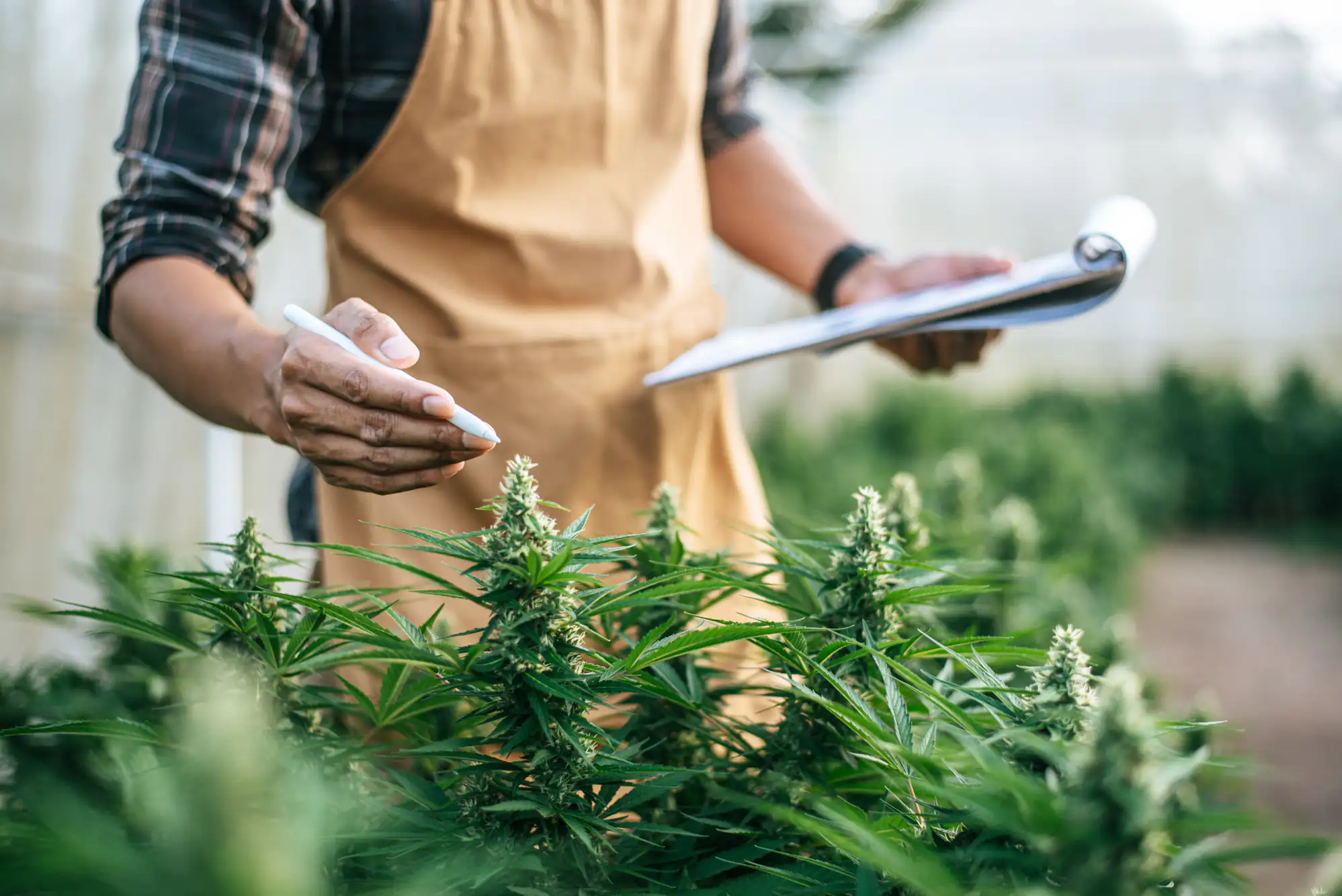 A person wearing a plaid shirt and apron examines cannabis plants in a greenhouse, holding a pen and clipboard, possibly taking notes about the plants' growth.