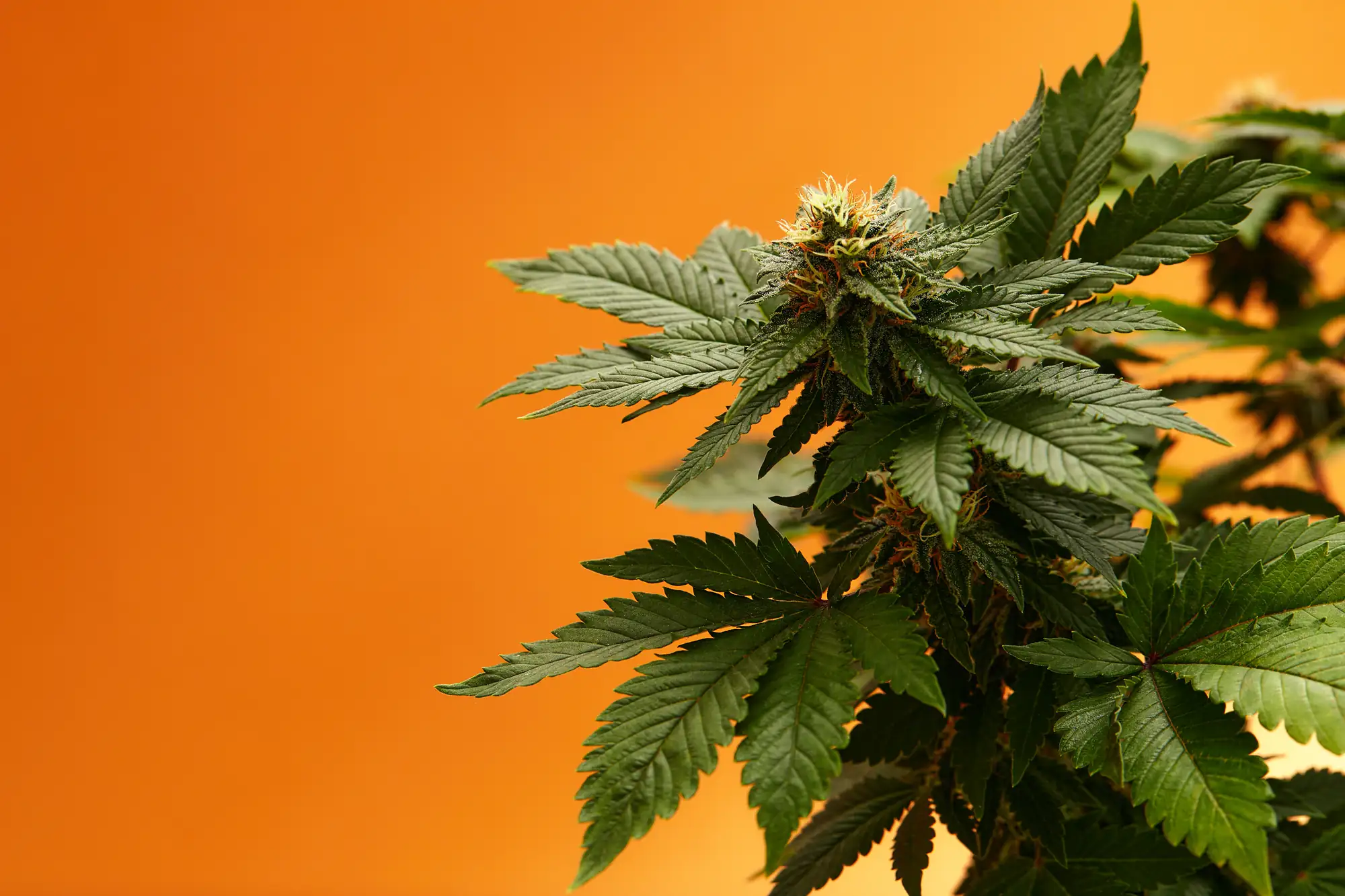 A close-up of a green cannabis plant with prominent leaves and buds, set against a bright orange background.