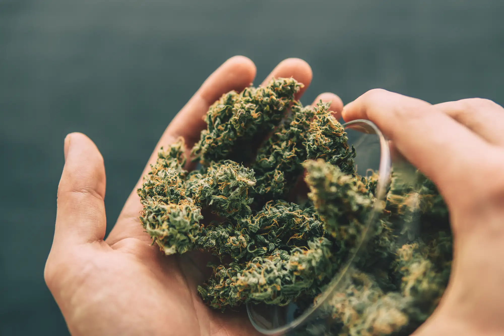 A close-up of hands holding several dried cannabis buds, with one hand pouring the buds from a glass container against a blurred dark background.
