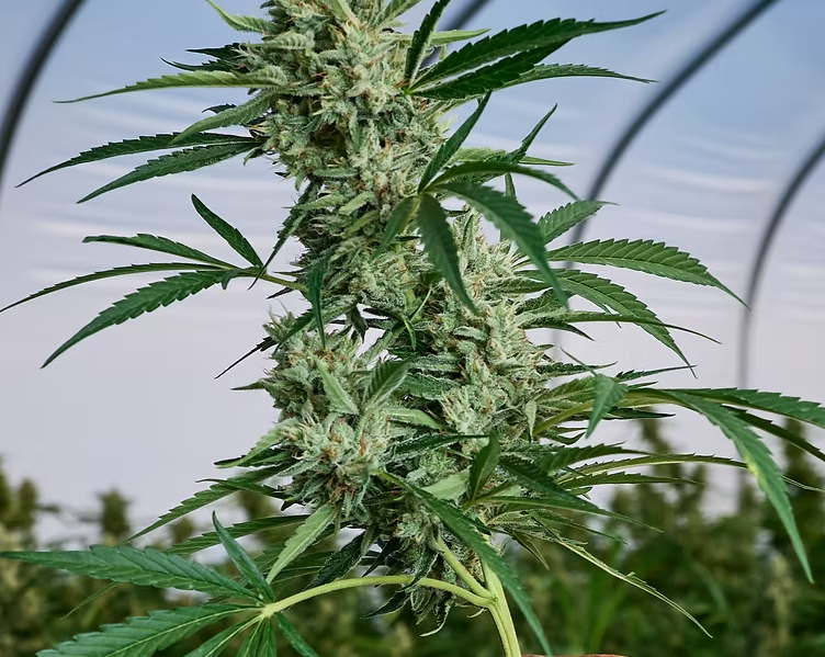 A close-up of a mature cannabis plant with dense, resinous buds and pointed green leaves, growing inside a greenhouse with curved translucent panels in the background.