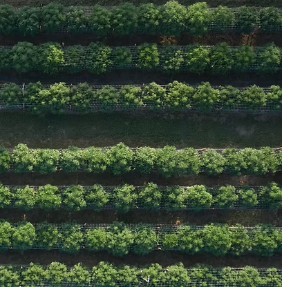 Aerial view of evenly spaced rows of green crops or trees, separated by dirt paths, in a farm or orchard setting.