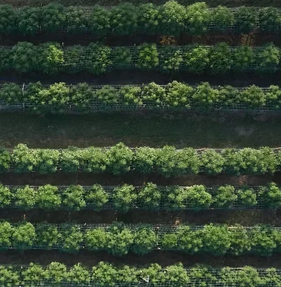 Aerial view of evenly spaced rows of green crops or trees, separated by dirt paths, in a farm or orchard setting.
