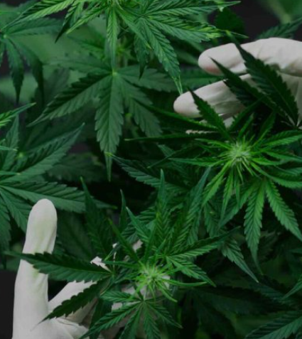 A person wearing white gloves carefully inspects or handles the green leaves and buds of a cannabis plant.
