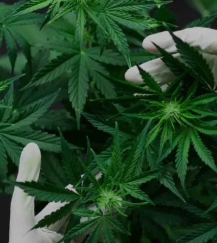 A person wearing white gloves carefully inspects or handles the green leaves and buds of a cannabis plant.