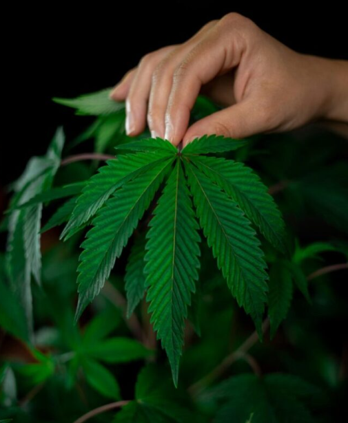 A hand gently touches the top of a vibrant green cannabis leaf, set against a dark background with other leaves visible.