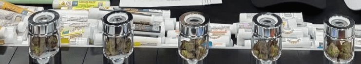 Several glass jars containing cannabis buds are displayed in a row on a counter, with various labeled cannabis product tubes and informational papers in the background.
