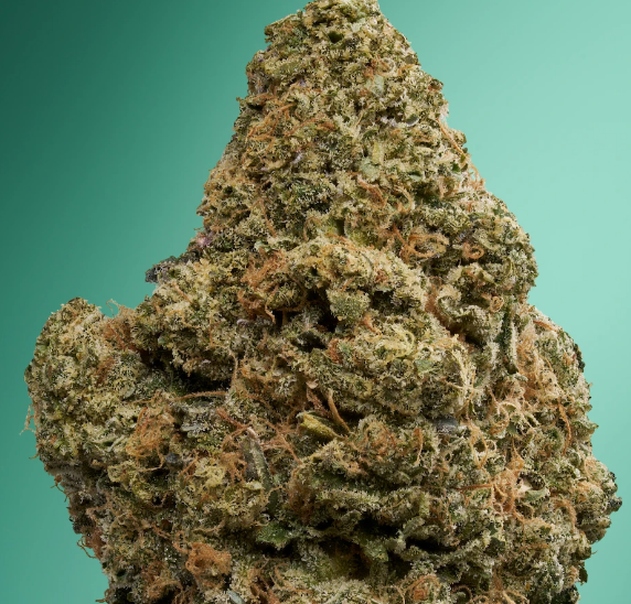 A close-up of a cannabis bud with visible trichomes and orange hairs, set against a solid mint green background.