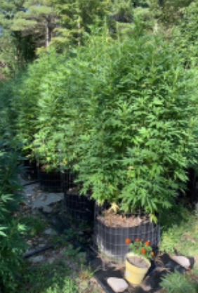Tall, leafy green cannabis plants grow in large black fabric pots outdoors, surrounded by trees. A small yellow pot with marigolds sits in front on the ground near the plants.