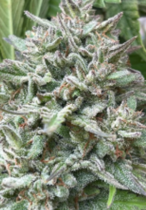 Close-up of a dense cannabis bud covered in trichomes and orange hairs, with green leaves visible in the background.