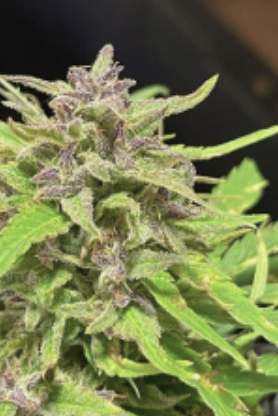 Close-up of a cannabis plant with green leaves and purple-tinged buds, covered in tiny white trichomes, set against a dark background.