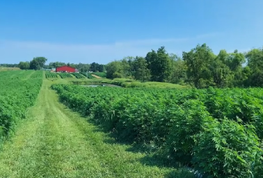 A lush green field with rows of leafy plants under a clear blue sky, a grassy path in the center, and a red-roofed building in the distance surrounded by trees.
