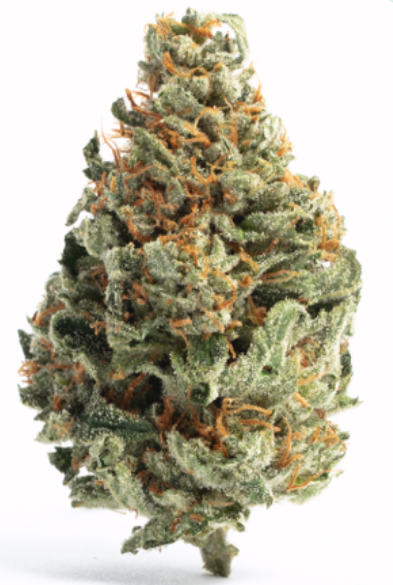 A close-up of a single cannabis bud with a dense, leafy texture, covered in orange hairs and white crystal-like trichomes, against a plain white background.