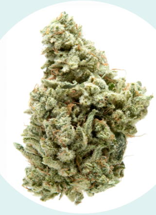 A close-up of a single cannabis bud with dense, frosty green leaves and orange hairs, isolated on a white background.