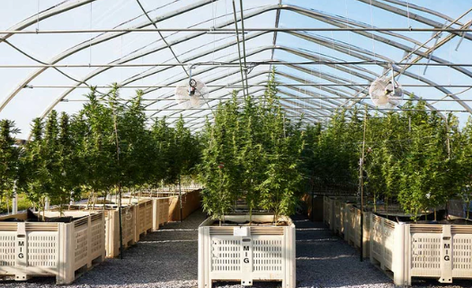 Greenhouse interior with rows of tall cannabis plants growing in large rectangular containers on a gravel floor, beneath a clear roof structure with fans mounted overhead.