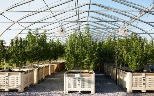 Hudson Cannabis