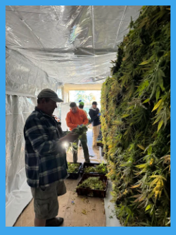 Several people work inside a plastic-covered room, trimming and processing large bundles of green plants stacked along one wall. Light shines through an opening at the far end.