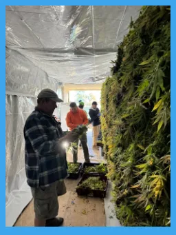 Several people work inside a plastic-covered room, trimming and processing large bundles of green plants stacked along one wall. Light shines through an opening at the far end.