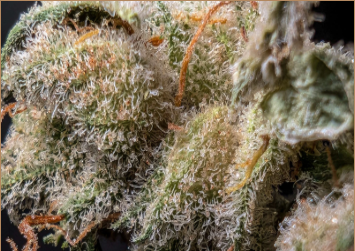 Close-up of a cannabis bud covered in white, crystalline trichomes with visible orange hairs and green leaves, highlighting the plant's texture and details.