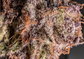 Close-up of a cannabis bud covered in white crystalline trichomes, with intertwined orange hairs and hints of green and purple leaves visible throughout the surface.