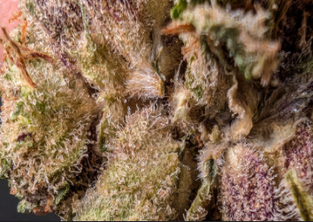 Close-up image of a cannabis bud showing dense trichomes and tiny crystals, with hints of green and purple, and some orange hairs visible. The texture appears frosty and sticky.