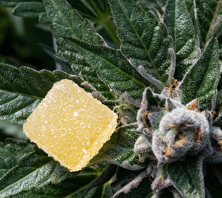 A yellow, sugar-coated gummy candy sits on top of a frosty cannabis plant with green leaves and a visible flowering bud.