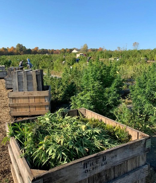 Large wooden crates filled with harvested hemp plants sit in a field, with more green hemp plants growing in rows. Several people work in the background under a clear blue sky. Trees with fall foliage line the horizon.