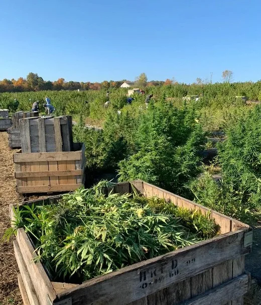 Large wooden crates filled with harvested hemp plants sit in a field, with more green hemp plants growing in rows. Several people work in the background under a clear blue sky. Trees with fall foliage line the horizon.