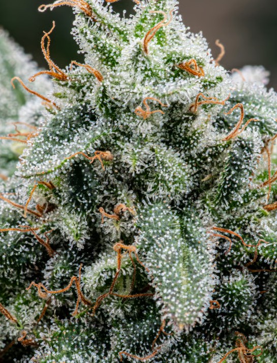 Orange Colonel