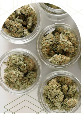 Five glass jars display dried cannabis buds, prepped for delivery services in Long Island and NYC.