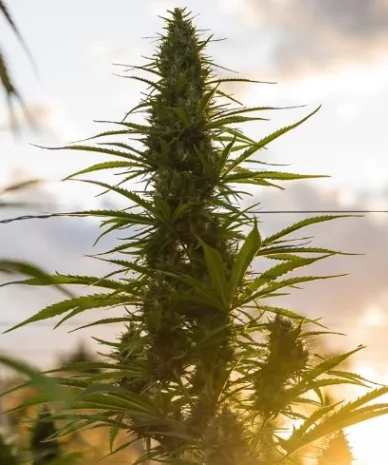 Sunday Sessions: Best Weed Strains For A Chill Afternoon In Queens And Nassau County