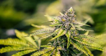 Close-up of a cannabis plant showing green leaves and buds, photographed outdoors with a blurred background.