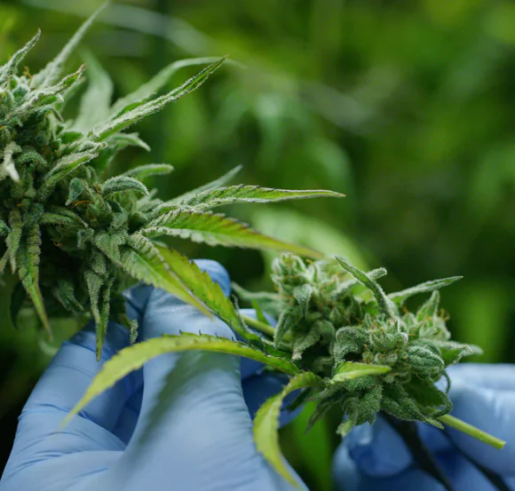 Gloved hands inspect a green cannabis plant with buds, related to Cannabis Delivery Long Island services.
