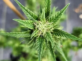 Top view of a cannabis plant outdoors, showing pointed green leaves and a visible central bud.