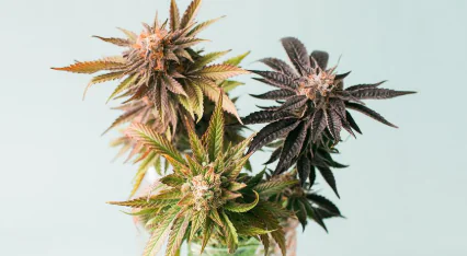 Close-up of cannabis buds showing green, purple, and orange leaves on a light blue background.