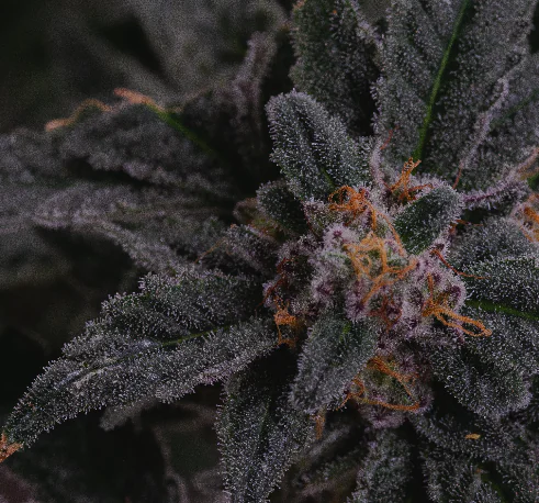 Close-up of a cannabis plant bud with frosty trichomes and orange hairs, ideal for marijuana imagery use.