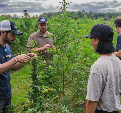 Four people in a field tie string to green plants under cloudy skies, working together on tall crops.