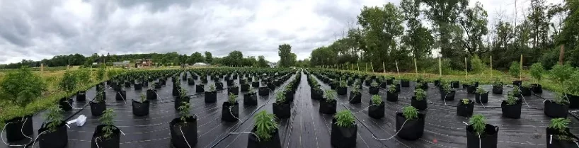 Young plants grow in black pots on black plastic outdoors, trees and cloudy sky visible in the background.