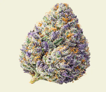 Close-up of a colorful cannabis bud with purple, green, and orange hues covered in frosty trichomes.