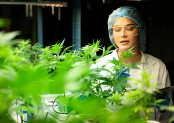 Scientist in lab coat and hairnet inspects green plants in a laboratory for research or analysis.