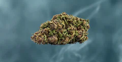 A single cannabis bud is displayed in sharp focus, set against a hazy smoky blue background.